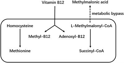 Associations of serum vitamin B12 and its biomarkers with musculoskeletal health in middle-aged and older adults